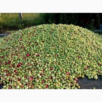Куплю яблоки на переработку (от 20 тонн)