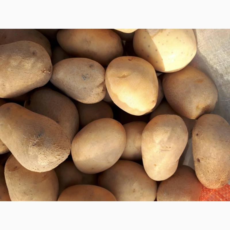  картофеля товарного оптом в Харькове, Картофель (картошка) — APKUA