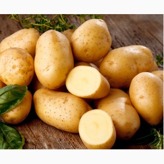 Закупаем молодой картофель
