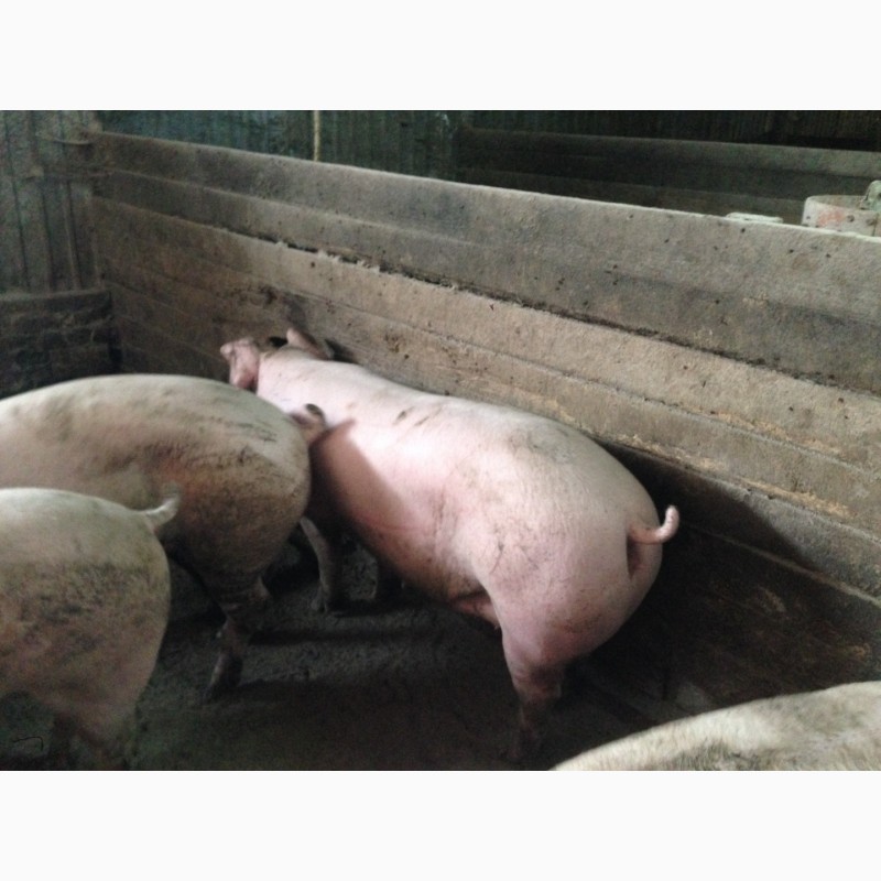 Фото 2. Продам свиней мясної породи