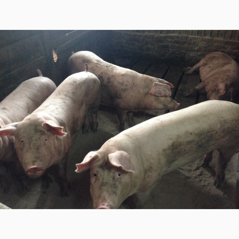 Фото 3. Продам свиней мясної породи