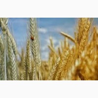 Семена озимой пшеницы СЕЙЛОР Сингента