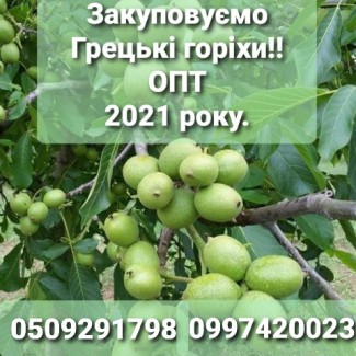 Закупаем со всей Украины Грецкий Орех урожая 2021 года. ОПТ, Полтавская обл