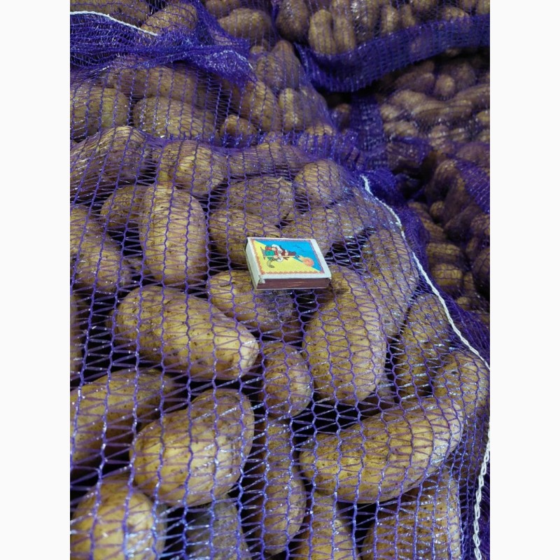 Фото 3. Семенной картофель 2я репродукция Гранада от производителя Акция!! Цена снижена