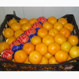Продам мандарин турецкий 16.50 гр кг грузинский 15, 50