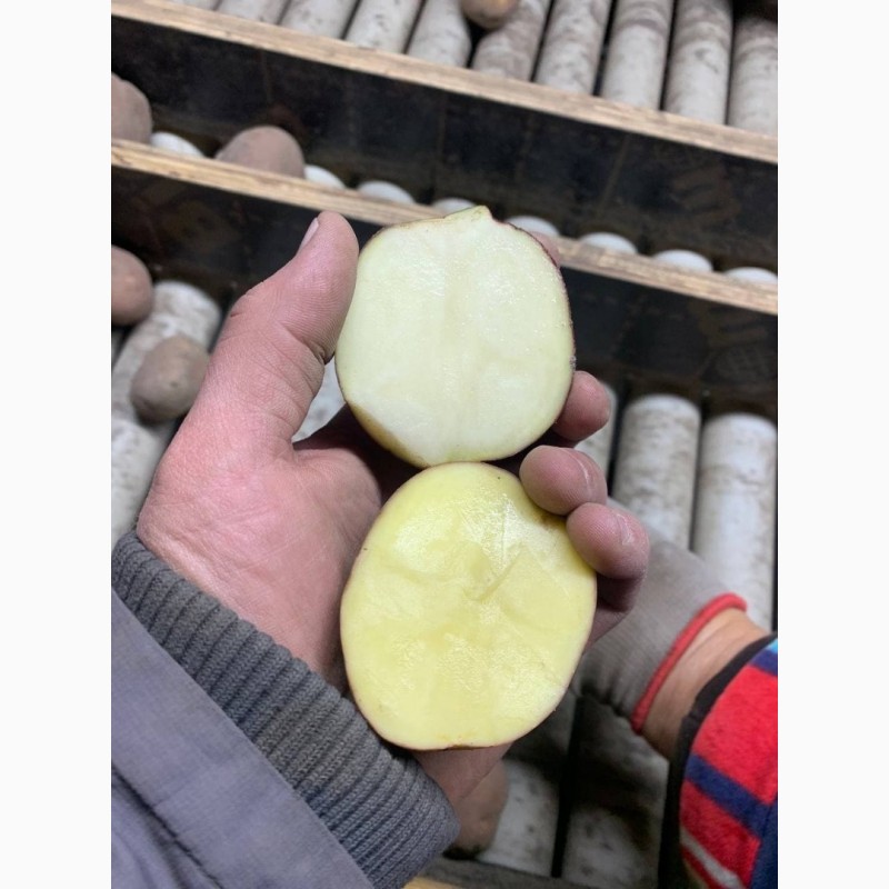Фото 2. Оптова база реалізує картоплю від 10 тонн хорошої якості 5+ сорт Бєлароса, сорт Рудольф
