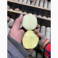 Оптова база реалізує картоплю від 10 тонн хорошої якості 5+ сорт Бєлароса, сорт Рудольф