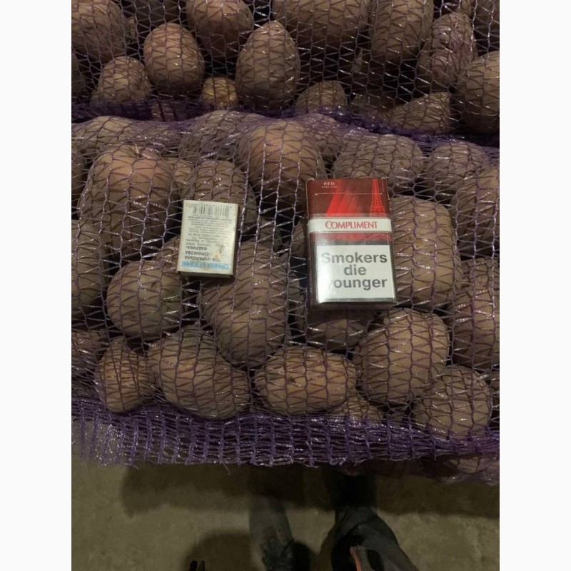 Фото 3. Оптова база реалізує картоплю від 10 тонн хорошої якості 5+ сорт Бєлароса, сорт Рудольф