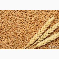 Продам яру пшеницю