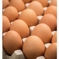 Кобб 500 Чехия Бройлер инкубационное яйцо