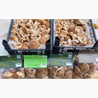Продам гриби шіїтаке.свіжі, сушені, цілі, слайси, порошок