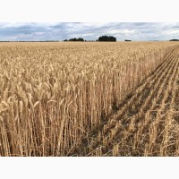 Пшениця фуражна