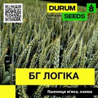 Насіння пшениці БГ Логіка / BG Logika (Durum Seeds)
