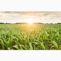 Продам кукурудзу 2000 тонн, Полтавська область, Поділ