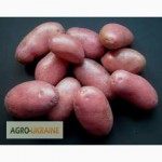Картопля Бела Роса за найнижчою ціною в регіоні