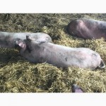 Продажа свиней живым весом