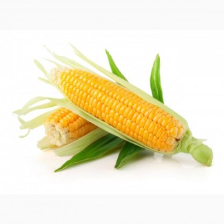 Гибрид кукурузы Оржица 237 МВ от производителя