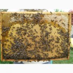 Бджолопакети карпатка