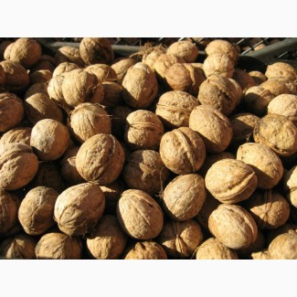 Продам цельный грецкий орех урожая 2017 года. Экспорт 28