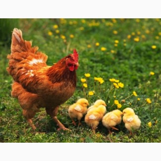 Приобрести яйца для инкубации кур породы Ломан