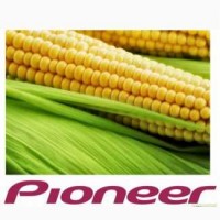Семена кукурузы Pioneer различных гибридов, Черкасская обл