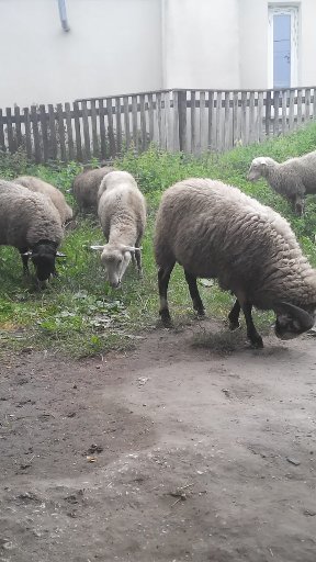 Фото 7. Продам вівці романівської породи