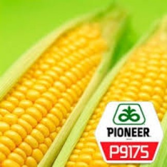 Распродажа гибрида кукурузы П9175 (P9175) AQUAmax Пионер