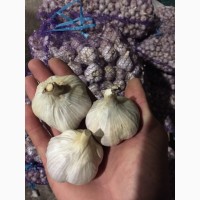 Продаю чеснок урожая 2018