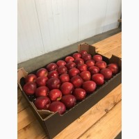 Продаємо свіжі яблука урожай 2018