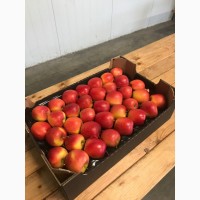 Продаємо свіжі яблука урожай 2018