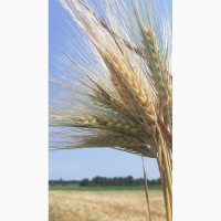 Закупаем зерновые (пшеница, ячмень, сою)