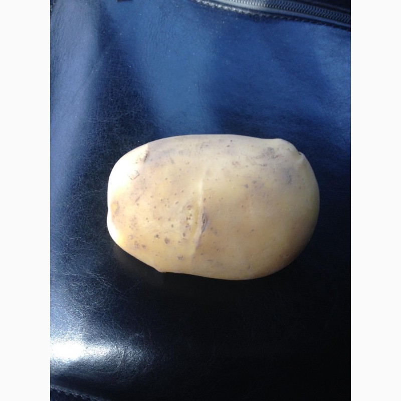 Фото 2. Продаем картошку с Белорусии от 1 тонны