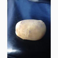 Продаем картошку с Белорусии от 1 тонны