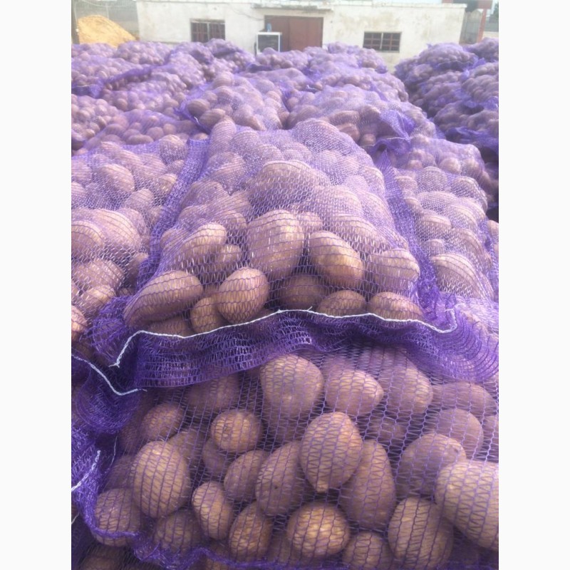 Фото 3. Продаем картошку с Белорусии от 1 тонны