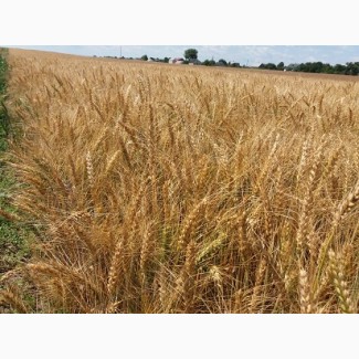 Купуємо пшеницю та ячмінь по Львівській області