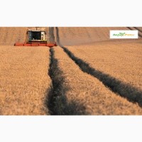 Озимая пшеница Шпаловка, семена (Элита ) урожай 2021 г