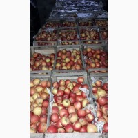 Продам оптом яблоки ( хранение холодильное)