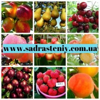 Саженцы абрикоса, персика, груши, айва, алычи, малины и многое другое