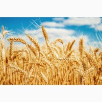 Куплю пшеницу по Херсонской области