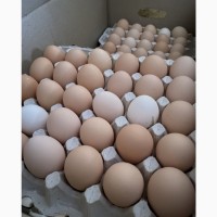 Яйца куриные столовые оптом