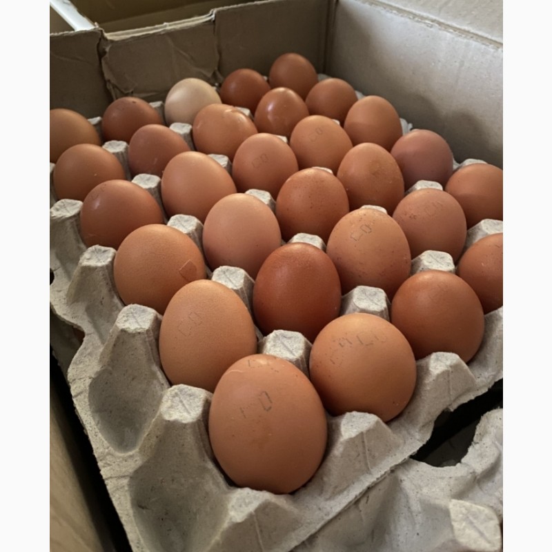 Фото 2. Яйца куриные столовые оптом