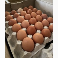 Яйца куриные столовые оптом