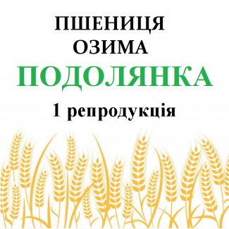 Насіння озимої пшениці ПОДОЛЯНКА 1 репродукція (с. Саї)