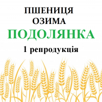 Насіння озимої пшениці ПОДОЛЯНКА 1 репродукція (с. Саї)