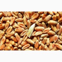 Продам пшеницю 3 клас, Дніпропетровська область
