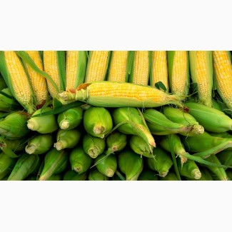 Продам кукурудзу 1000 тонн, Полтавська обл, Комишня