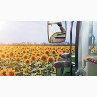 Компанія закупає у виробника Соняшник Ріпак врожаю 2024-2025