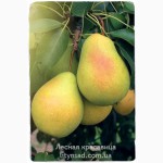 Купить саженцы плодовых деревьев - лучшие сорта почтой по Украине!