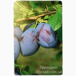 Купить саженцы плодовых деревьев - лучшие сорта почтой по Украине!