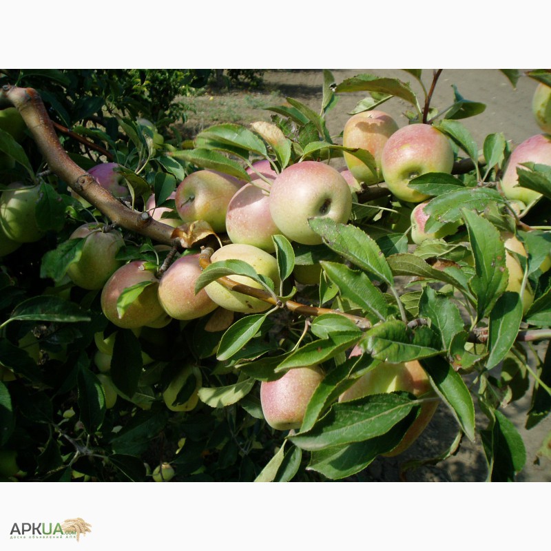 Фото 4. Плодоносящий яблоневый сад в Крыму (Свидетельство, документы готовы)